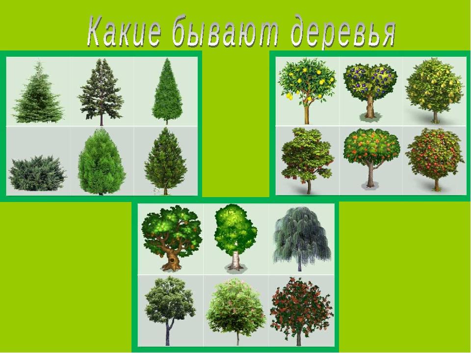 Как сажать плодовые деревья на участке схема