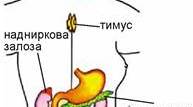 Регуляція функцій організму людини.