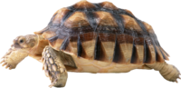 Черепаха PNG картинки скачать бесплатно