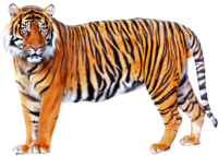 Тигры PNG фото скачать