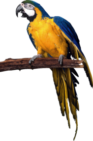 Попугаи PNG фото скачать бесплатно, Попугай PNG