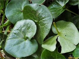 Asarum europaeum