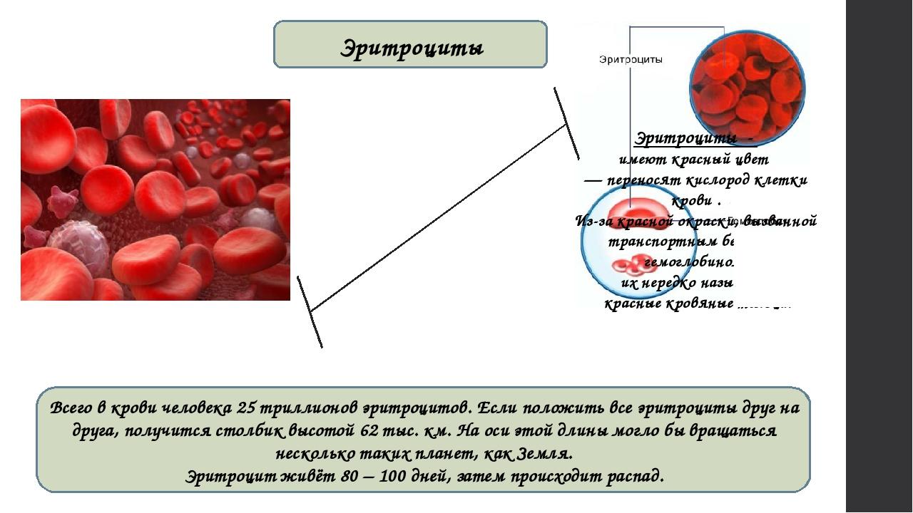 Эритроциты имеют форму вдавленного диска что обеспечивает увеличение их продолжительности жизни