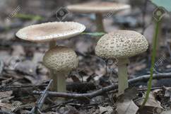 Toadstool (Amanita Pantherina) Seta Cerca Del árbol De Bosque ...
