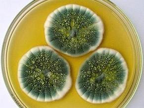 Строение и жизнедеятельность гриба пеницилла
