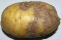 Фітофтора на картоплі як боротися