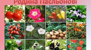 Презентація на тему : " Родина Пасльонові"