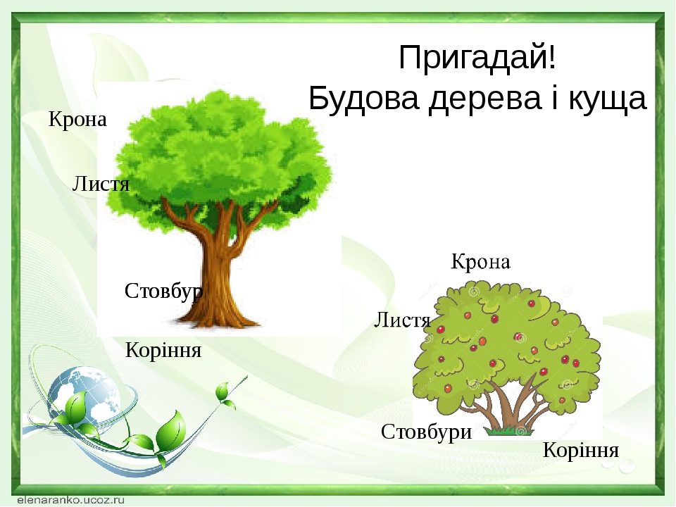 Презентація "Які кущі ростуть у твоєму краї?" з курсу ЯДС НУШ 2 клас