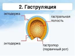 Гастральная полость. Поздняя гаструляция. Полость гаструлы. Ранняя гаструляция. Первичная гаструляция.