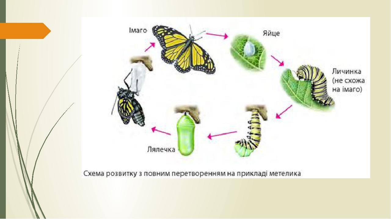 Жизненный цикл бабочки с полным превращением