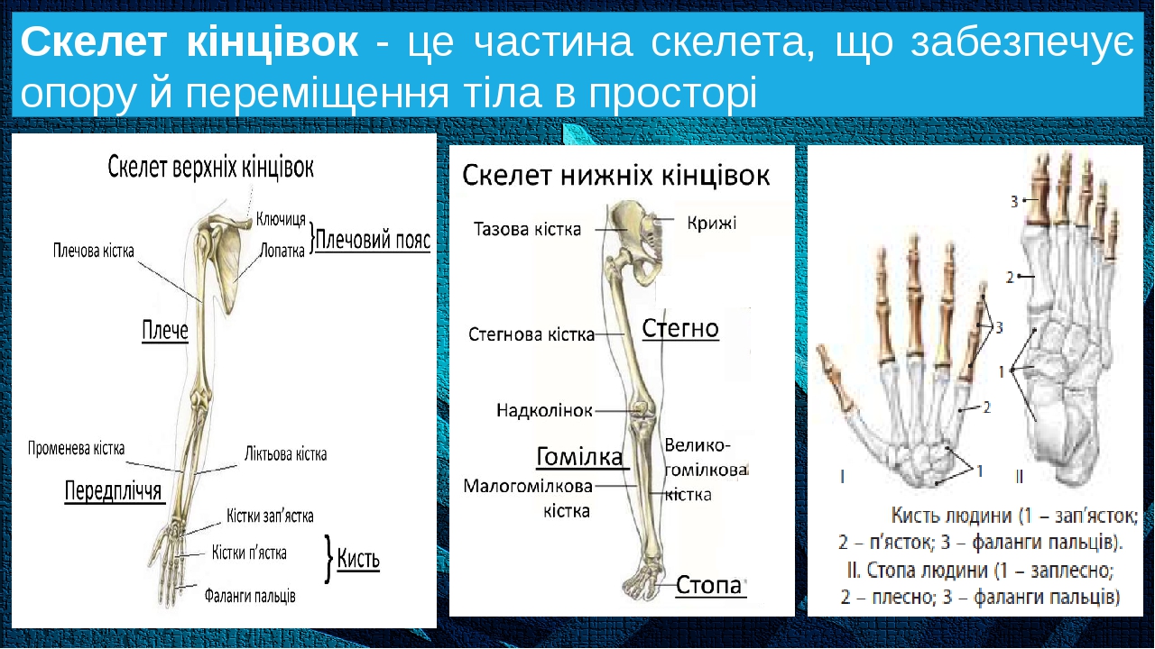 Презентація "Будова скелета людини"