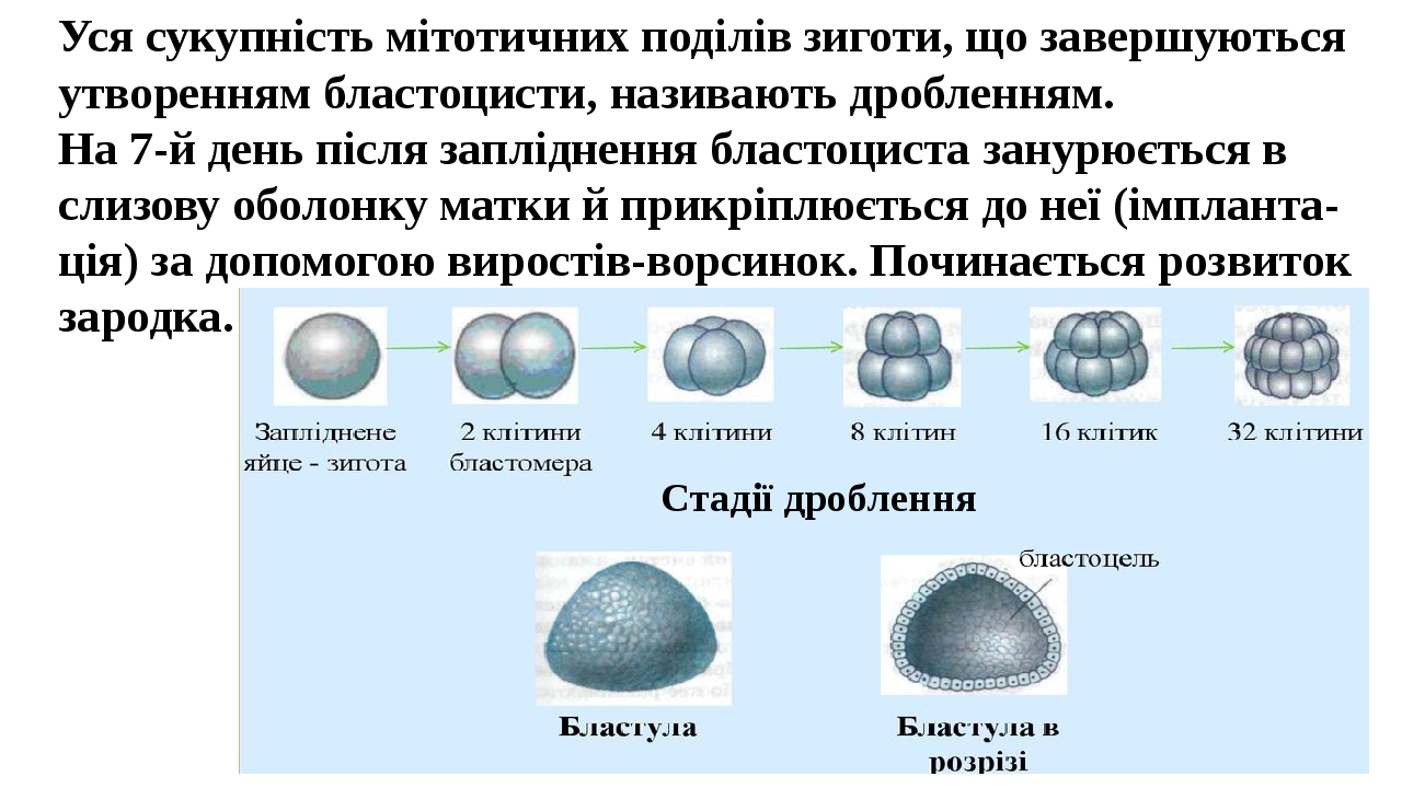 Бластоциста на 5 день фото