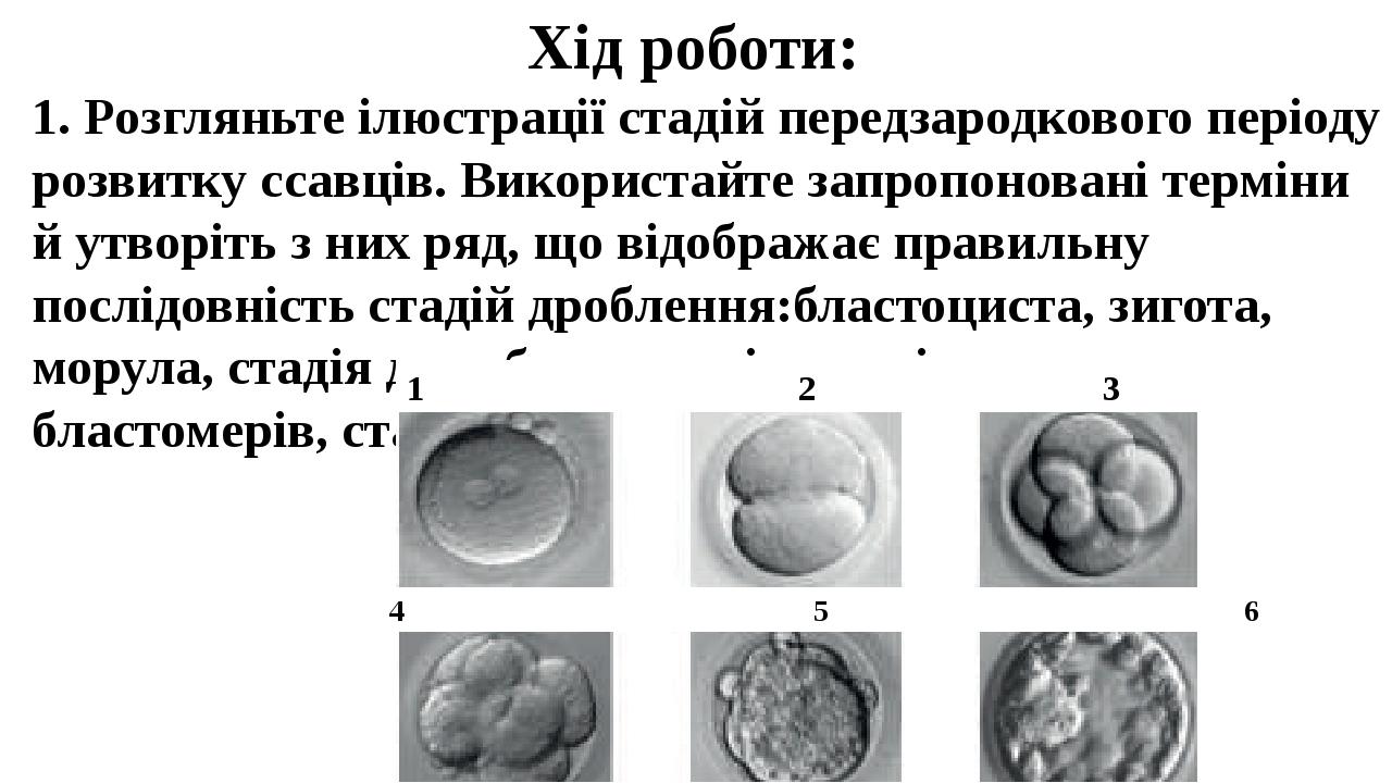 Бластоциста на 5 день фото