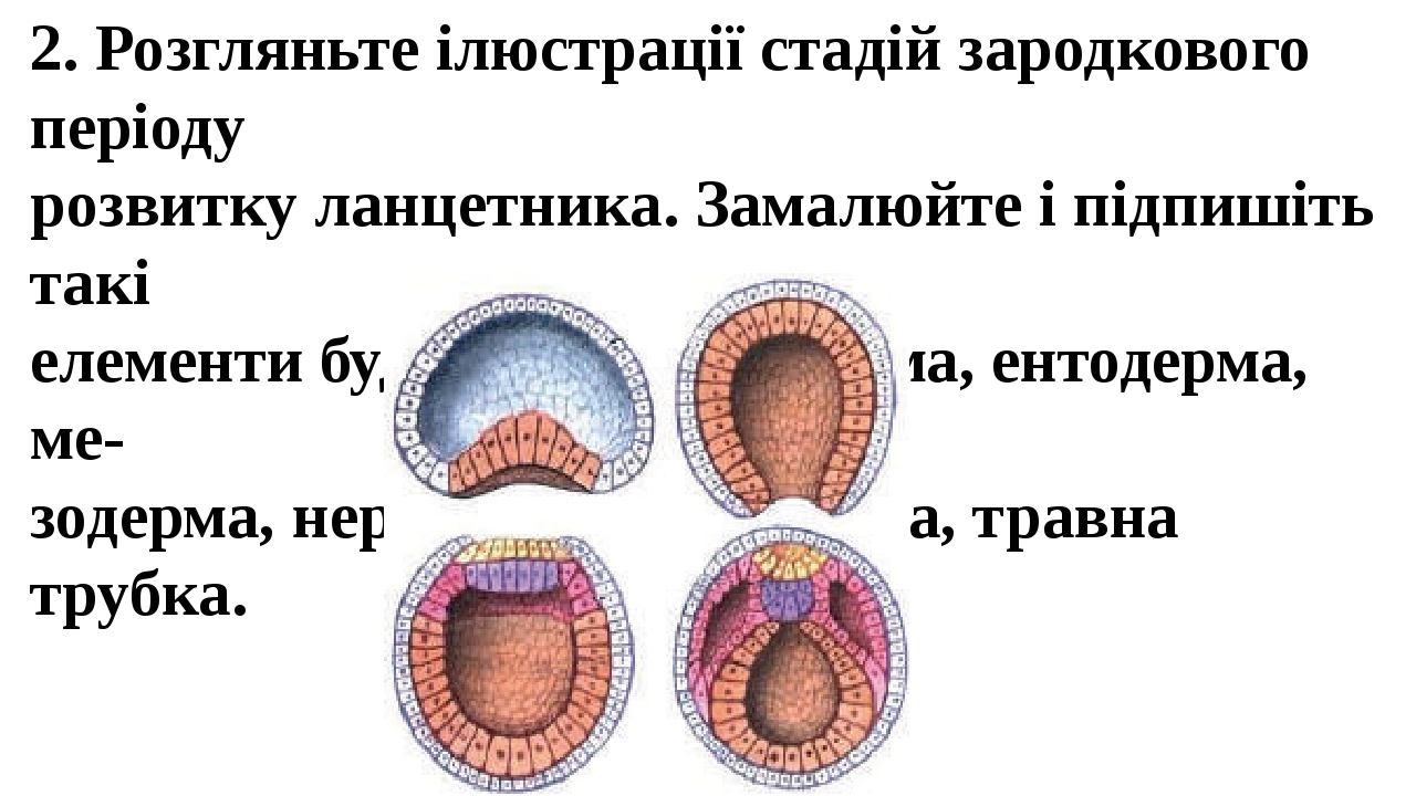 Этапы развития ланцетника. Органогенез человека по неделям. Схема эмбриогенеза ланцетника. Процесс эмбрионального развития ланцетника.