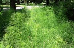 Хвощ — размножение, посадка и уход