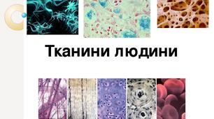 (Копія) Типи тканин людини