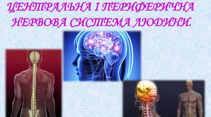 Нервова система