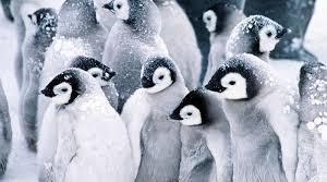 Презентація з англійської мови: "Penguins".