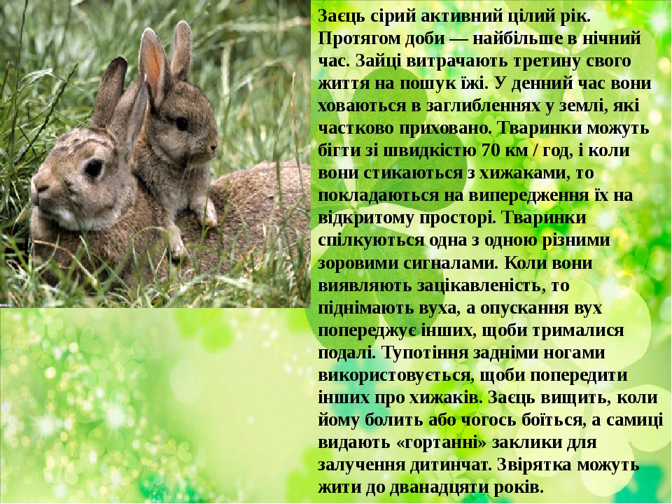 Заєць сірий активний цілий рік. Протягом доби — найбільше в нічний час. Зайці витрачають третину свого життя на пошук їжі. У денний час вони ховают...