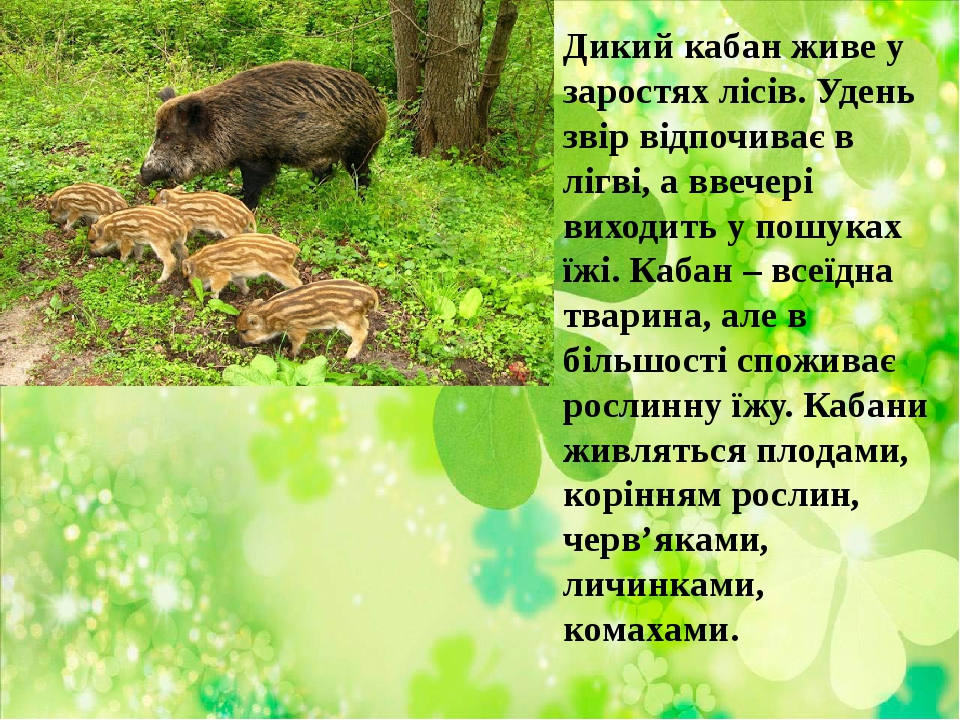 Дикий кабан живе у заростях лісів. Удень звір відпочиває в лігві, а ввечері виходить у пошуках їжі. Кабан – всеїдна тварина, але в більшості спожив...