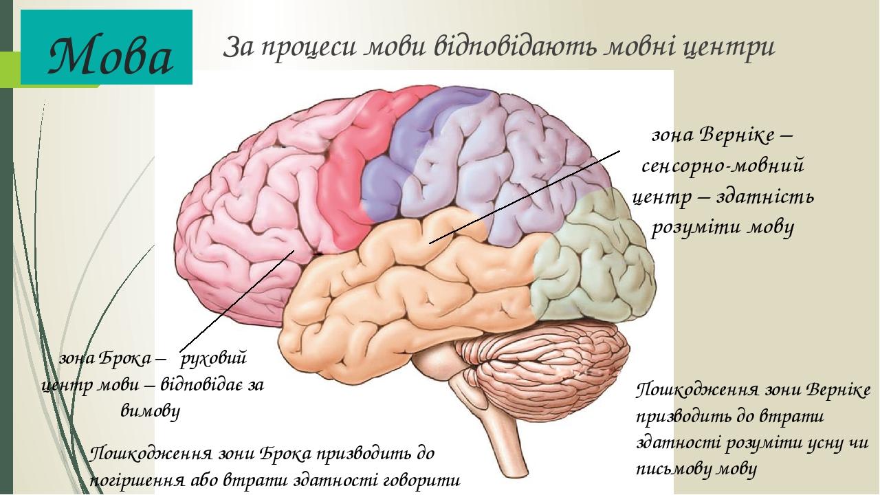 Центр брока фото