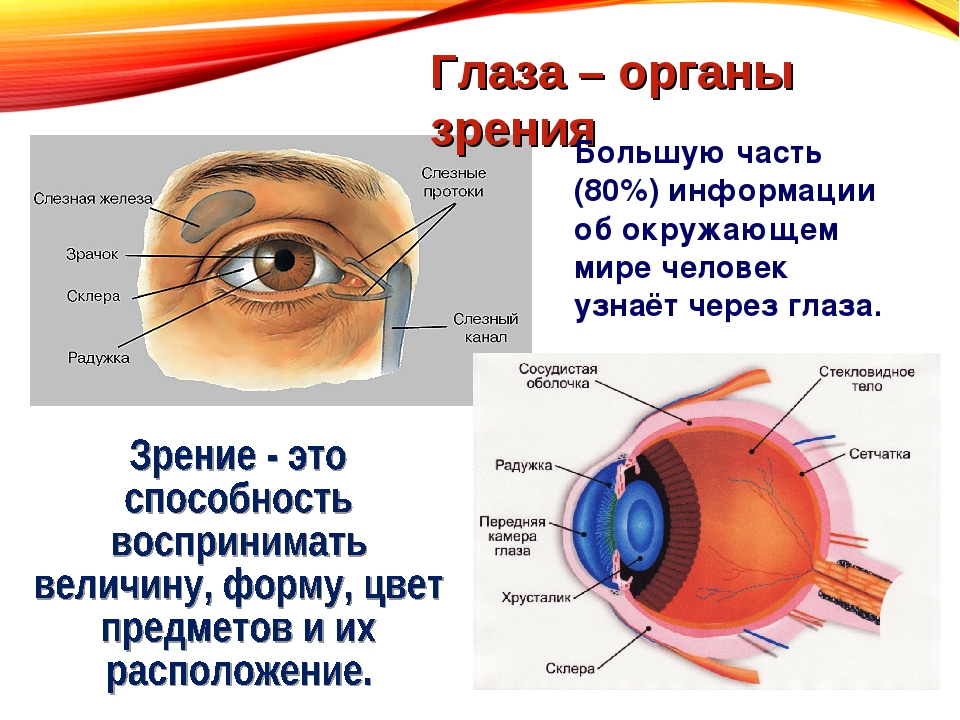 Органы чувств глаза 9 класс. Гигиена органов зрения. Строение и гигиена органов зрения. Гигиена органов чувств 3 класс. Гигиена органов зрения презентация.