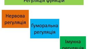 Кросворд на тему "Регуляція функцій"