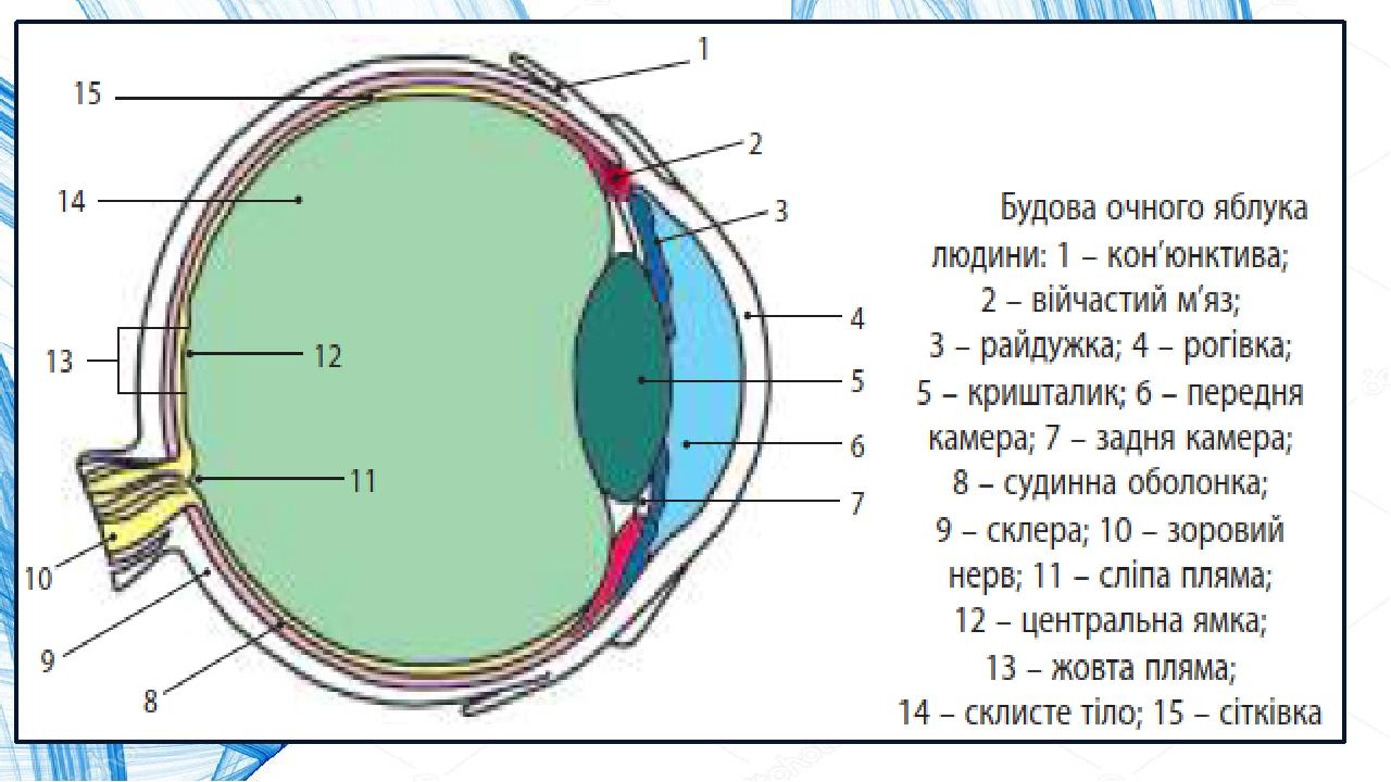 Гбц ока фото