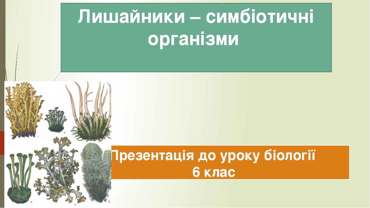 Лишайники – симбіотичні організми Презентація до уроку біології 6 клас