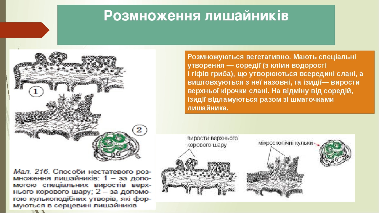 Розмноження лишайників Розмножуються вегетативно. Мають спеціальні утворення — соредії (з кліин водорості і гіфів гриба), що утворюються всередині ...