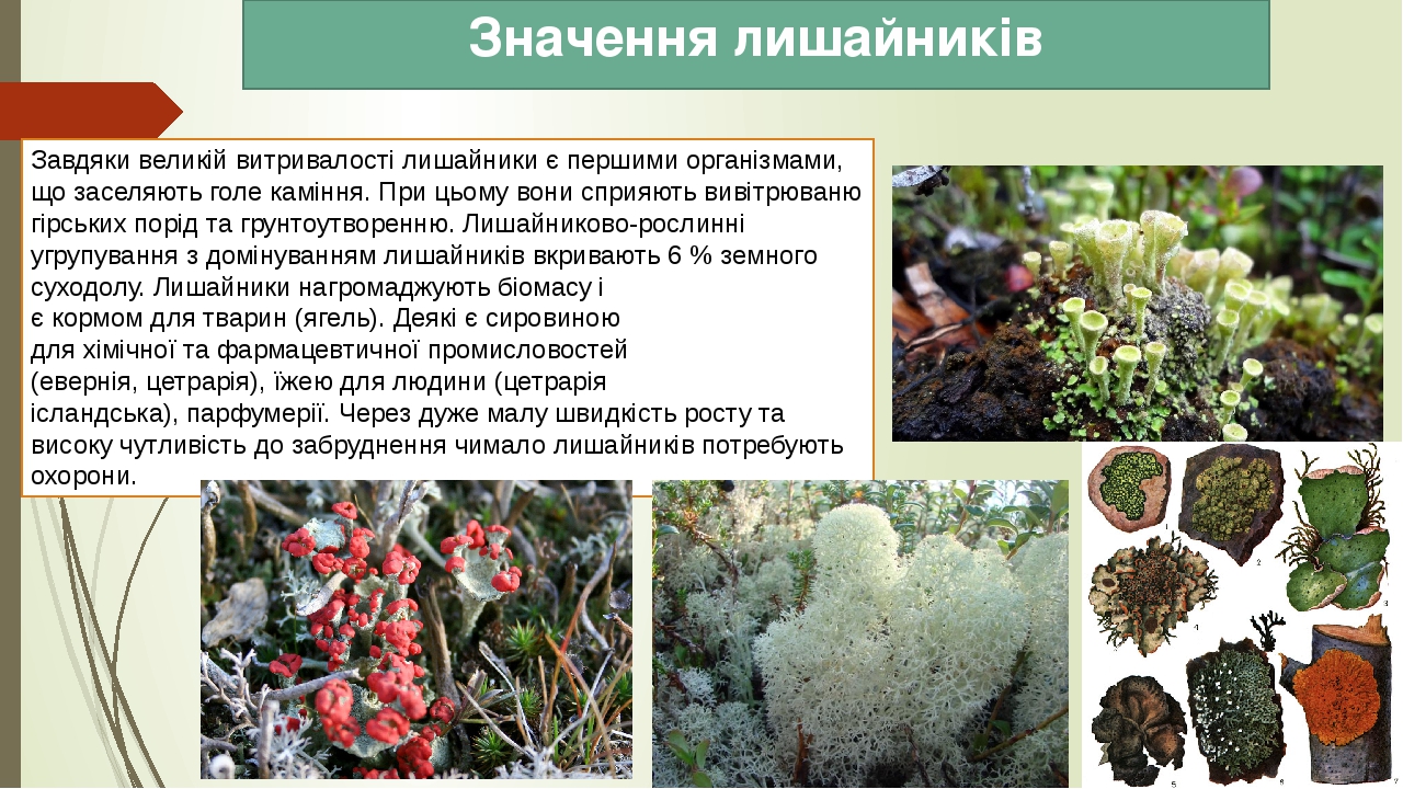 Значення лишайників Завдяки великій витривалості лишайники є першими організмами, що заселяють голе каміння. При цьому вони сприяють вивітрюваню гі...