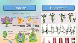 Гаметогенез та його періоди. Запліднення його біологічне значення. Етапи ембріонального розвитку людини.