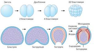 Ембріогенез людини