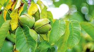 Алелопатична активність    Горіха грецького (Juglans regia L.)   по відношенню до їнших садових культур