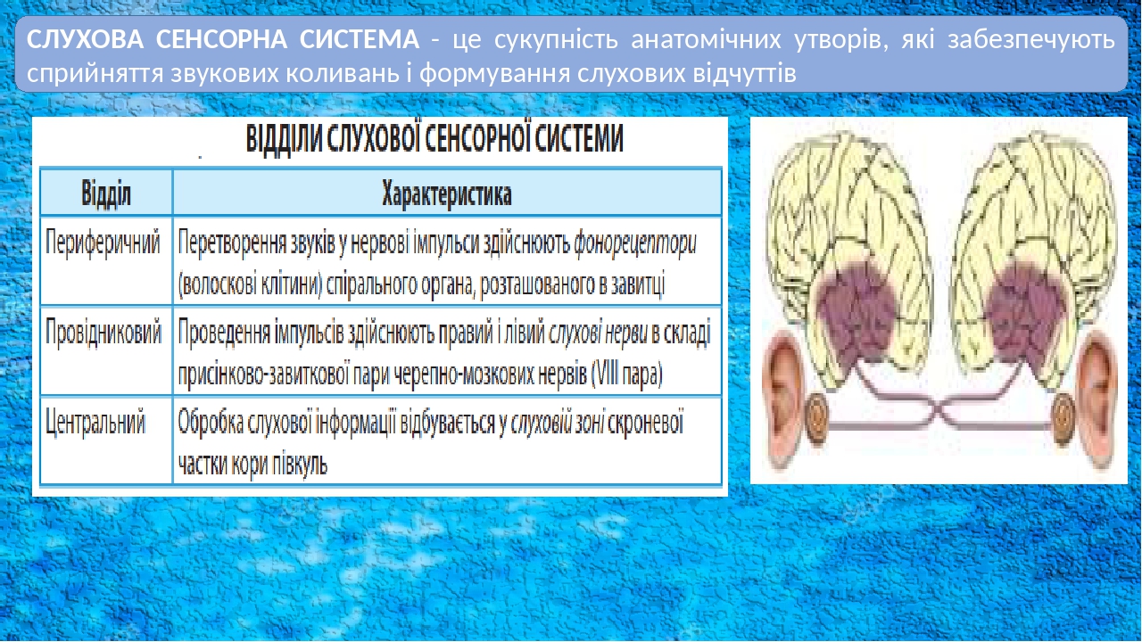 СЛУХОВА СЕНСОРНА СИСТЕМА - це сукупність анатомічних утворів, які забезпечують сприйняття звукових коливань і формування слухових відчуттів