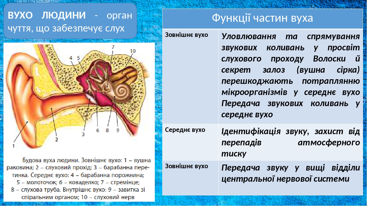 ВУХО ЛЮДИНИ - орган чуття, що забезпечує слух Функції частин вуха Зовнішнєвухо Уловлюваннятаспрямуваннязвуковихколиваньупросвітслухового проходу Во...