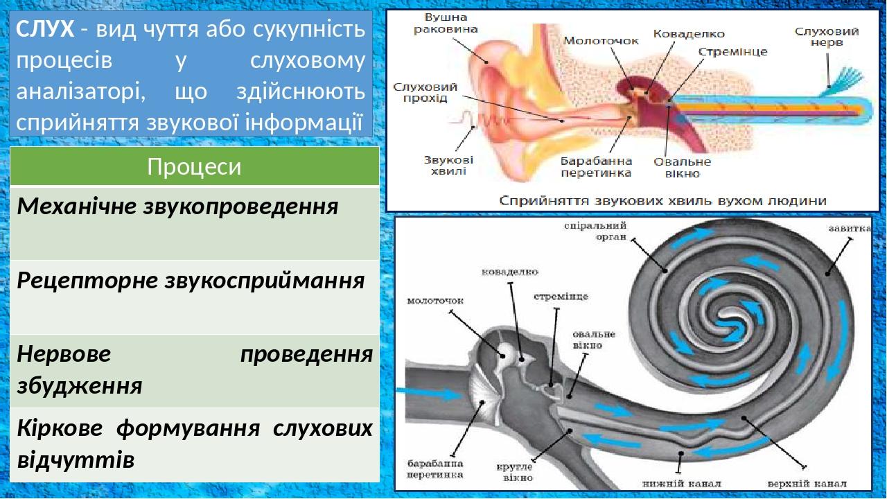 Картинки слуховая система