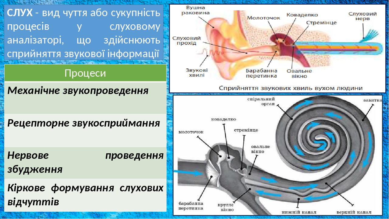 СЛУХ - вид чуття або сукупність процесів у слуховому аналізаторі, що здійснюють сприйняття звукової інформації Процеси Механічнезвукопроведення Рец...