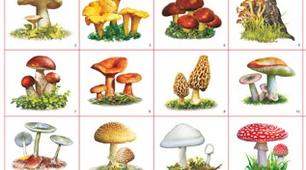 6 кл. Шапинкові гриби.