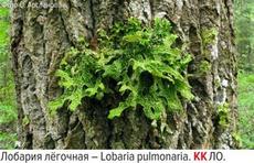 Лишайники и редкие грибы Ленинградской области | Коротко и ясно о ...