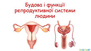  Будова та функції репродуктивної системи людини.