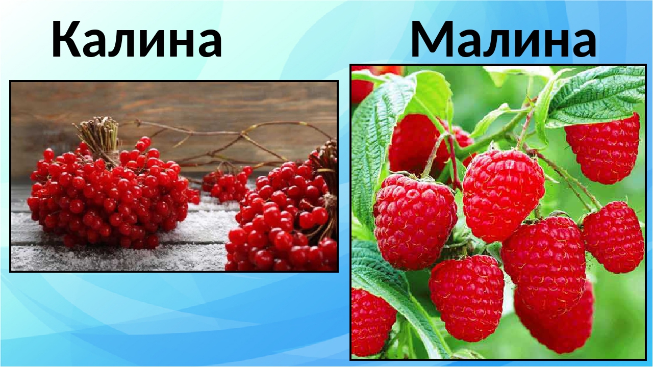 Сеть магазинов калина малина