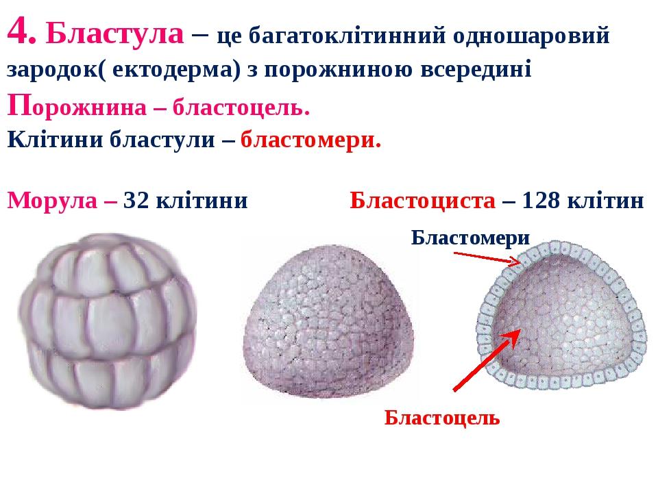 Размер бластулы