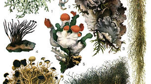 Лишайники