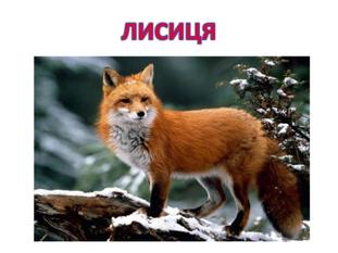 Лисиця