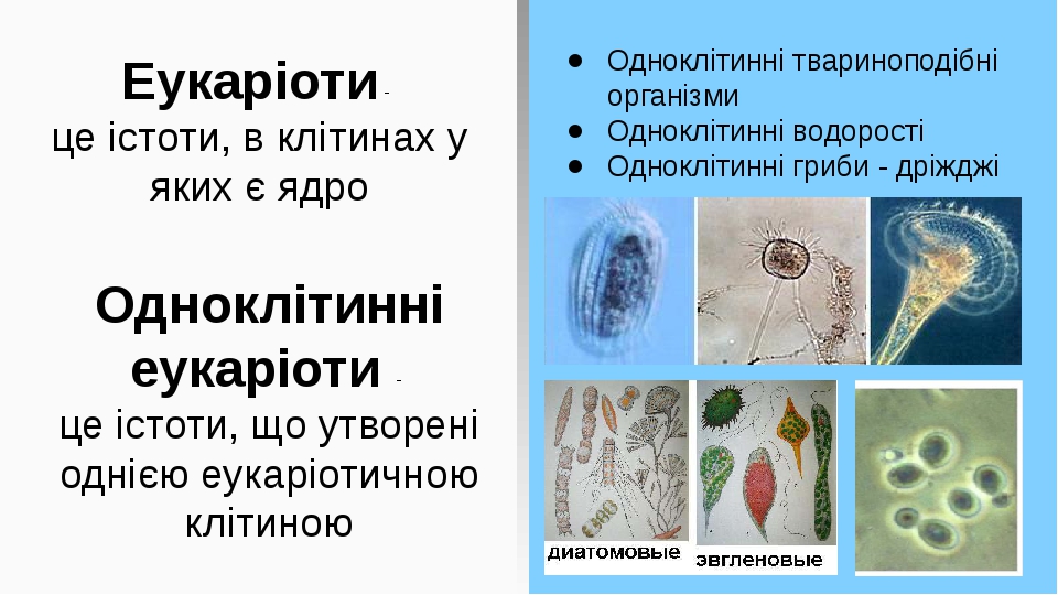 Еукаріоти - це істоти, в клітинах у яких є ядро Одноклітинні твариноподібні організми Одноклітинні водорості Одноклітинні гриби - дріжджі Однокліти...