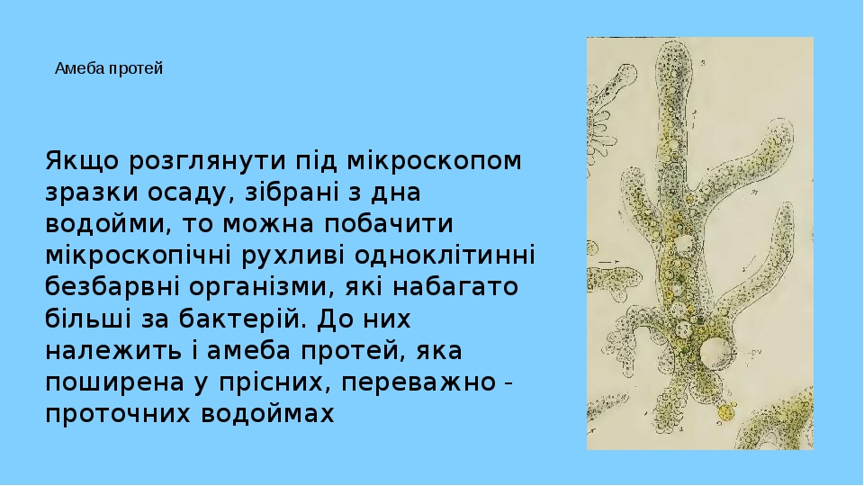 Амеба протей Якщо розглянути під мікроскопом зразки осаду, зібрані з дна водойми, то можна побачити мікроскопічні рухливі одноклітинні безбарвні ор...