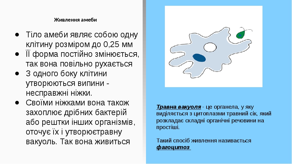 Живлення амеби Тіло амеби являє собою одну клітину розміром до 0,25 мм ЇЇ форма постійно змінюється, так вона повільно рухається З одного боку кліт...
