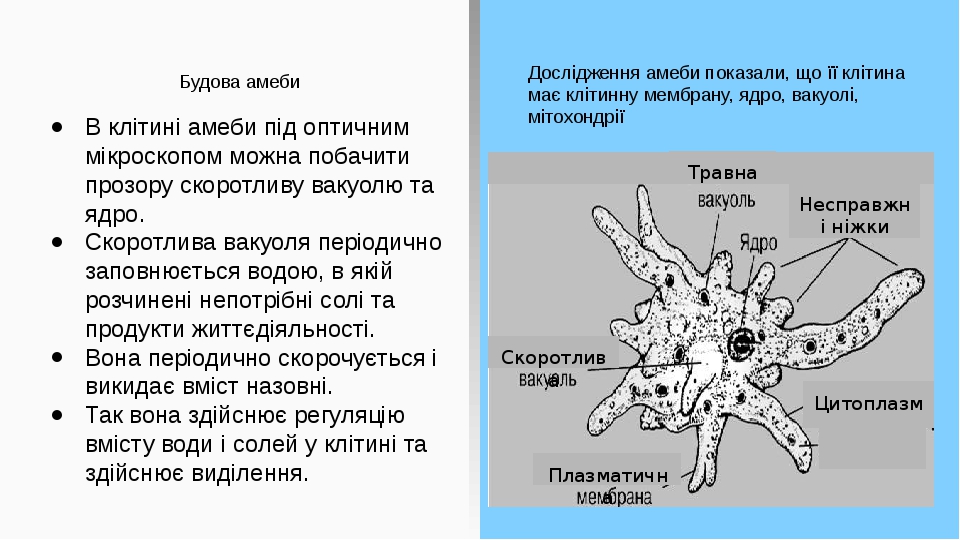 Будова амеби Дослідження амеби показали, що її клітина має клітинну мембрану, ядро, вакуолі, мітохондрії В клітині амеби під оптичним мікроскопом м...