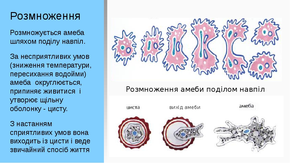 Розмноження Розмножується амеба шляхом поділу навпіл. За несприятливих умов (зниження температури, пересихання водойми) амеба округлюється, припиня...